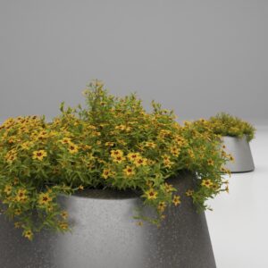 Artform - Eccentrica with Flowers Type 1