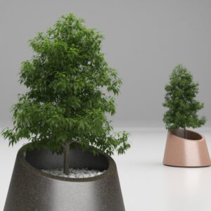 Artform - Eccentrica with tree Type 1